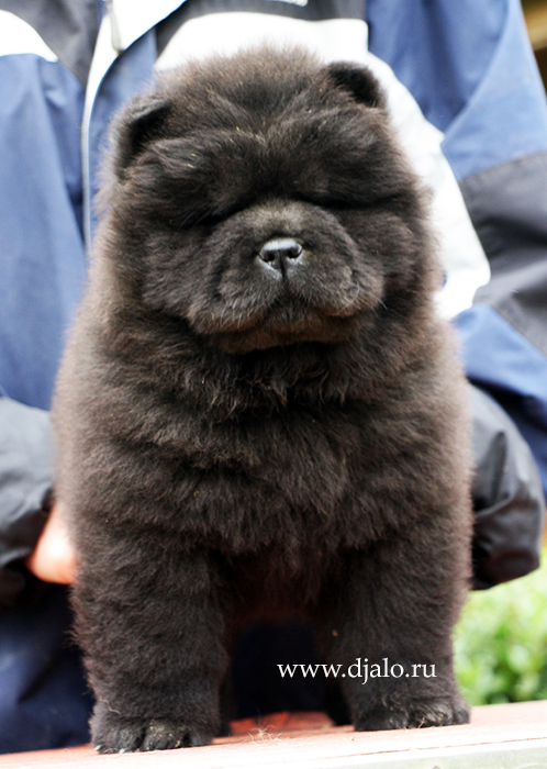 Chow-chow puppy black female kennel Djalo