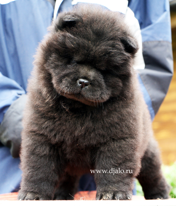 Chow-chow puppy black female kennel Djalo