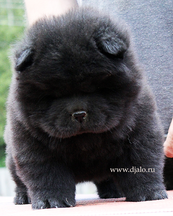 Chow-chow puppy black male kennel Djalo
