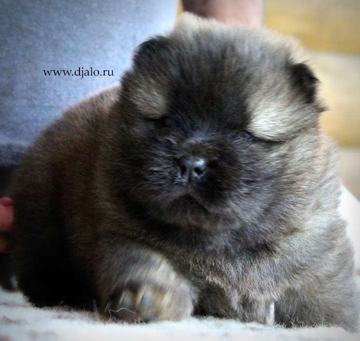 Chow-chow puppy red male kennel Djalo