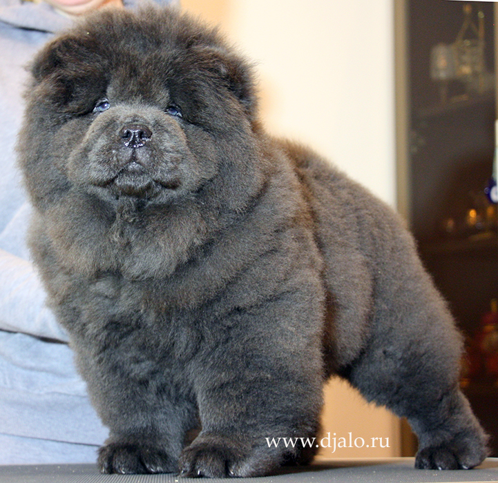 Chow-chow puppy blue male Glitter Silver Djaloо