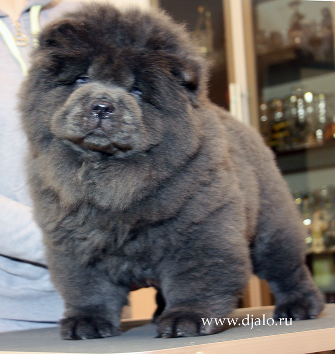Chow-chow puppy blue male Glitter Silver Djalo