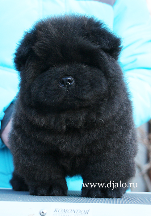 Chow-chow puppy black male Get Along Djalo