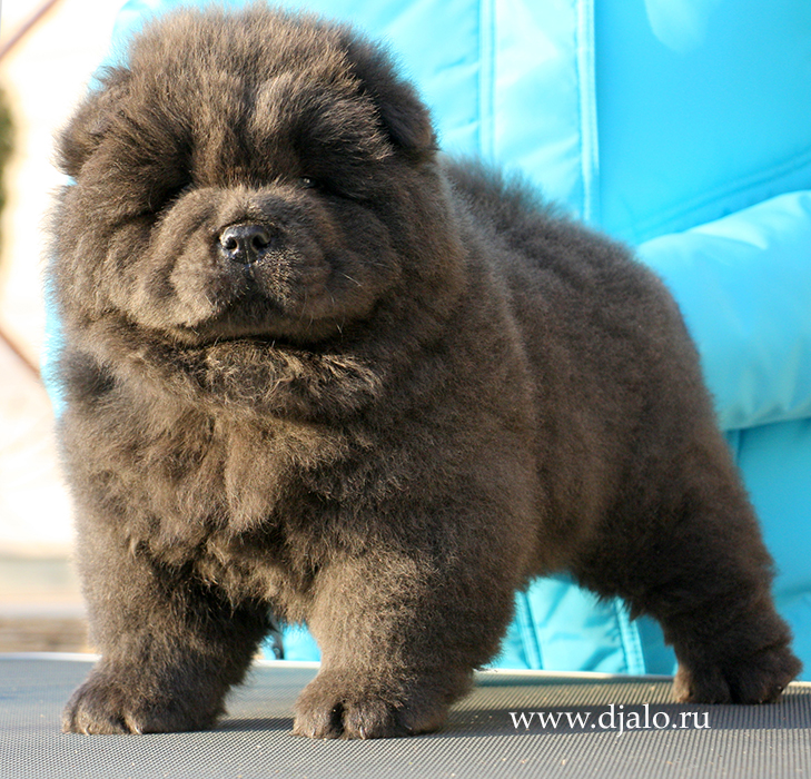 Chow-chow puppy blue male Glitter Silver Djalo