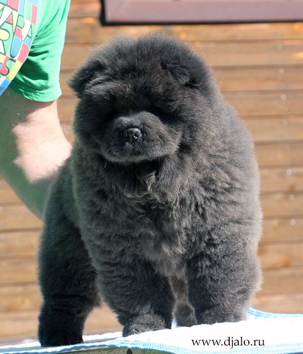 chow-chow puppy blue male Portafino Djalo chow-chow puppy blue male Portafino Djalo