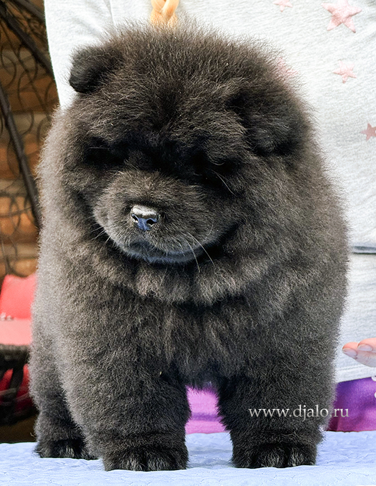 Chow-chow puppy, black male Fantas Djalo Chow-chow puppy, black male Fantas Djalo