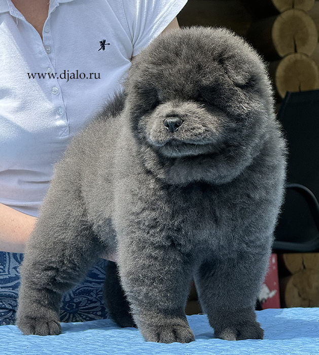 щенок чау-чау, голубой кобель Джало, желтая лента щенок чау-чау, голубой кобель Джало, желтая лента