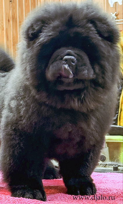 chow chow puppy, black male, orange ribbon chow chow puppy, black male, orange ribbon