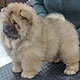 Chow-chow puppy Ah What Woman Djalo