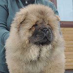Chow-chow puppy red girl Ah What Woman Djalo