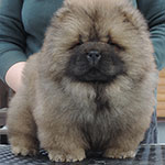 Chow-chow puppy red boy Applause For You Djalo