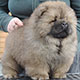 Chow-chow puppy Applause For You Djalo