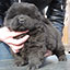 Chow-chow puppy black bitch Blackberry Djalo