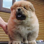 Chow-chow puppy red dog BMW Djalo