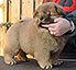 chow-chow puppy red dog Chinzano Asti Djalo