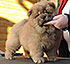 chow-chow puppy red dog Chivas Royal Djalo