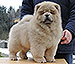 chow-chow puppy cinnamon dog Choi Si Djalo