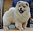 chow-chow puppy cinnamon dog Choi Si Djalo