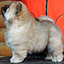 chow chow puppy red boy Delicate Love Djalo