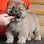 chow chow puppy red boy Delight Djalo