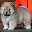 chow chow puppy red girl Drop Happy Djalo