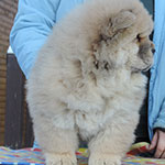 chow chow puppy red girl