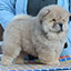 chow chow puppy red girl Drop Happy Djalo