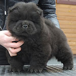 chow-chow puppy black boy