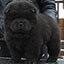 chow chow puppy black girl Enigmatic Obsession Djalo