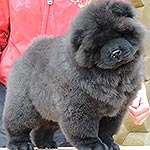 black chow-chow puppy