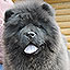 black bitches chow-chow puppy