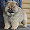 chow-chow puppy red boy