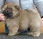 Chow-chow puppy red boy
