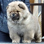 Chow-chow puppy red male