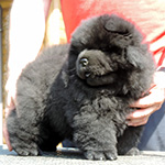 Chow-chow puppy black boy Only Black Djalo