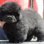 Chow-chow puppy black boy Only Black Djalo