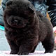 Chow-chow puppy black boy