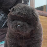 Chow-chow puppy black girl