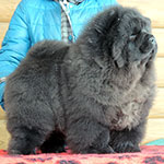 Chow-chow puppy black girl
