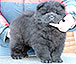 chow-chow puppy black dog Show Must Go On Djalo
