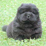 Chow-chow puppy black male Windows Europe Djalo