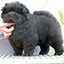 Chow-chow puppy black male Windows Europe Djalo