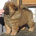 Chow-chow puppy red male Winner Only Djalo