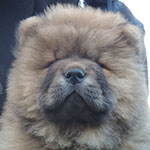 Chow-chow puppy red male Winner Only Djalo
