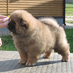 Chow-chow puppy red male World Smile Djalo