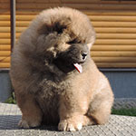 Chow-chow puppy red male World Smile Djalo