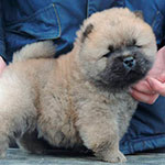 chow chow puppie red male