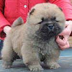 chow chow puppie red male