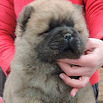 chow-chow puppy red female