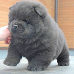 chow-chow puppy black male